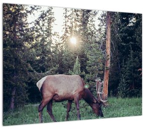 Tablou - Elan în poiană (70x50 cm)
