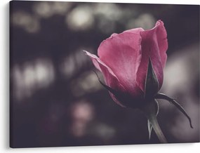 Tablou - Detaliu florii de trandafir (70x50 cm)