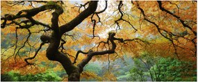 Tablou - Arțarul japonez galben, Portland, Oregon (120x50 cm)