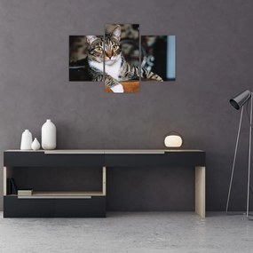 Tablou cu pisica (90x60 cm)