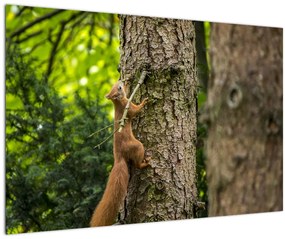 Tablou - Veverița (90x60 cm)