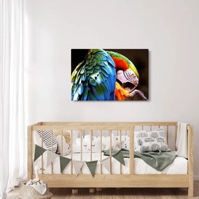 Tablou - Papagal (90x60 cm)