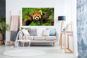 Tablou canvas urs panda rosu - 60x40cm