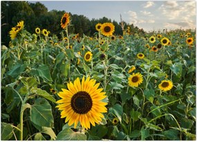 Tablou - Câmpul de floarea-soarelui II. (70x50 cm)