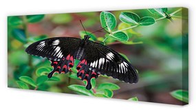 Tablouri canvas Frunze fluture colorat