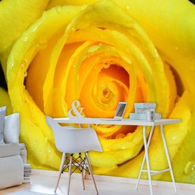 Fototapet - Trandafir galben (152,5x104 cm), în 8 de alte dimensiuni noi