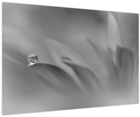 Tablou - Picătură pe floare,alb-negru (90x60 cm)