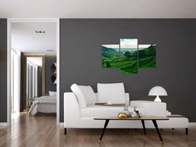 Tablou Plantații de ceai - Malaezia (90x60 cm)