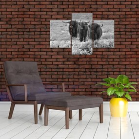 Tablou - Vaci scoțiene (90x60 cm)