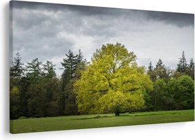 Tablou - Copac verde în câmp (90x60 cm)