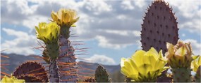 Tablou cu floarea de cactus Opunție (120x50 cm)