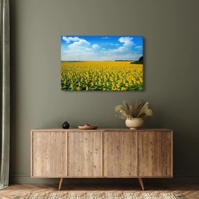 Tablou - câmp cu floarea soarelui (90x60 cm)