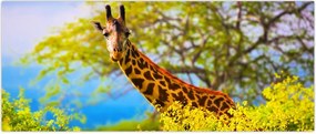 Tablou - Girafa în Africa (120x50 cm)