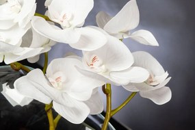 Aranjament floral mediu design LUX OVAL PHALAENO PLANT