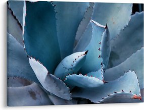 Tablou - Agave (70x50 cm)