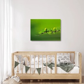 Tablou pe sticlă con verde (70x50 cm)