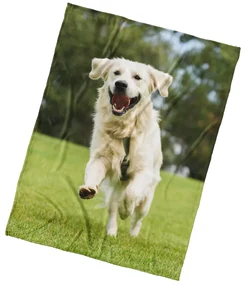 Pătură din microfibră BedTex Câine GoldenRetriever, 150 x 200 cm