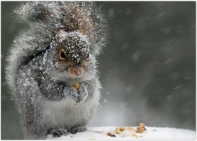 Tablou - Veveriță iarna (70x50 cm)
