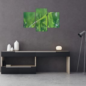 Tablou cu picături de rouă (90x60 cm)