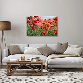 Tablou din câmp cu maci (90x60 cm)
