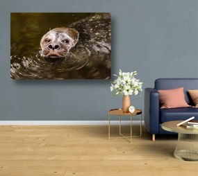 Tablouri Canvas Animale - Leu de mare