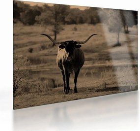 Tablou pe sticlă - Vacă din Texas (70x50 cm)