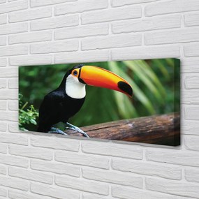 Tablouri canvas Toucan pe o ramură