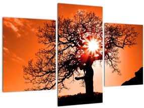 Tablou - Fag la apus de soare (90x60 cm)