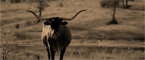 Tablou - Vacă din Texas (120x50 cm)