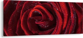 Tablou - Trandafir roșu cu picături de rouă (120x50 cm)