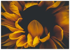 Tablou pe sticlă - Floarea-soarelui în fundal negru (70x50 cm)