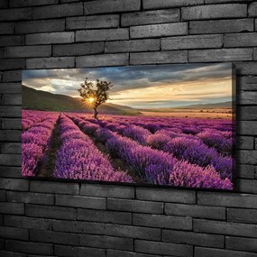 Tablou pe pânză canvas Câmp de lavandă