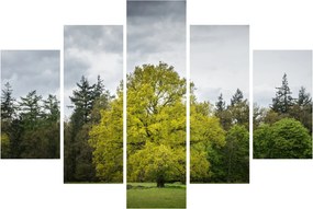 Tablou - Copac verde în câmp (150x105 cm)