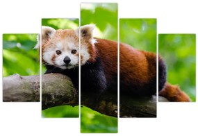 Tablou cu panda roșie (150x105 cm)