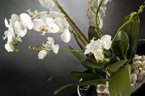 Aranjament floral elegant PLATE PHALENO 1141370.95