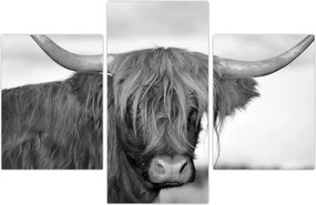 Tablou - Vacă scoțiană 2,alb-negru (90x60 cm)