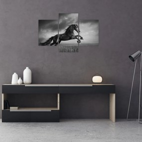 Tablou - Cal alb și negru (90x60 cm)