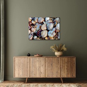 Tablou cu scoici (70x50 cm)