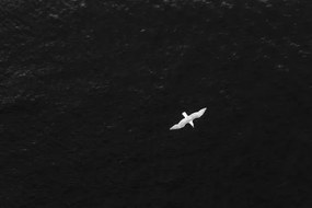 Fotografie High angle POV of bird flying over the ocean, Gabriel Mello