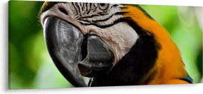 Tablou cu papagal (120x50 cm)