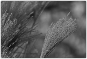 Tablou - Iarbă de pampas uscată (90x60 cm)