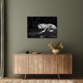 Tablou - Tigru alb, alb-negru (70x50 cm)