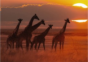 Tablou - Girafe în savana africană (70x50 cm)