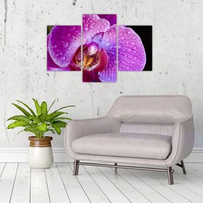 Tablou detailat cu floare de orhidee (90x60 cm)