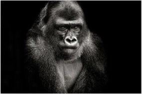 Tablou - Gorila (90x60 cm)