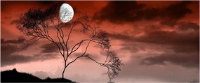 Tablou - Luna luminează noaptea (120x50 cm)