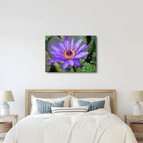 Tablou - Floare violet (70x50 cm)