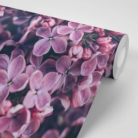 Fototapet flori violete de liliac