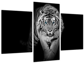 Tablou - Tigru cu ochi albaștri (90x60 cm)