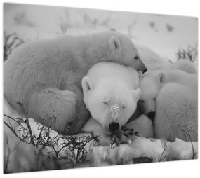 Tablou - Urși polari, alb-negru (70x50 cm)